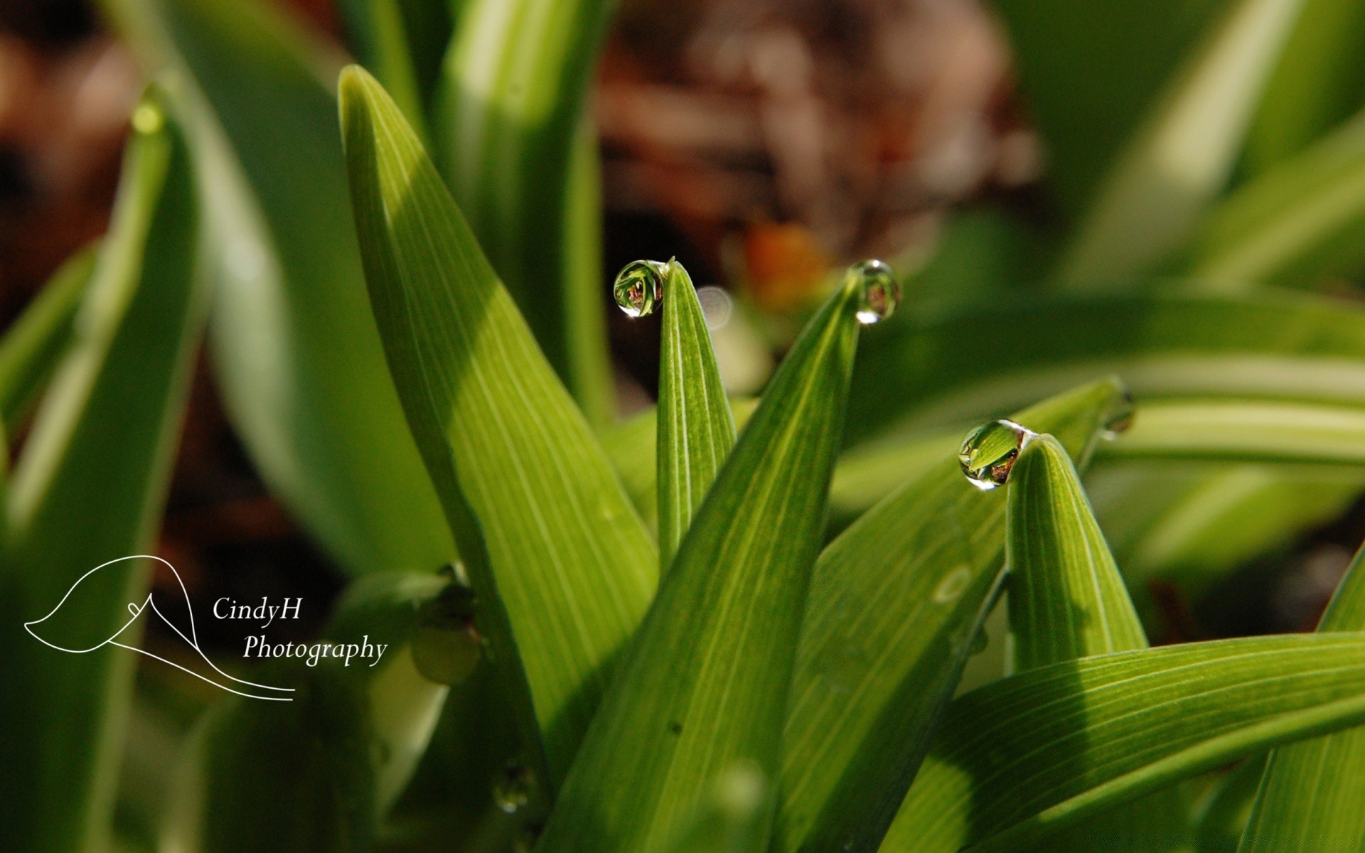 plantas hoja flora crecimiento naturaleza rocío lluvia caída jardín hierba exuberante medio ambiente húmedo limpio frescura brillante al aire libre