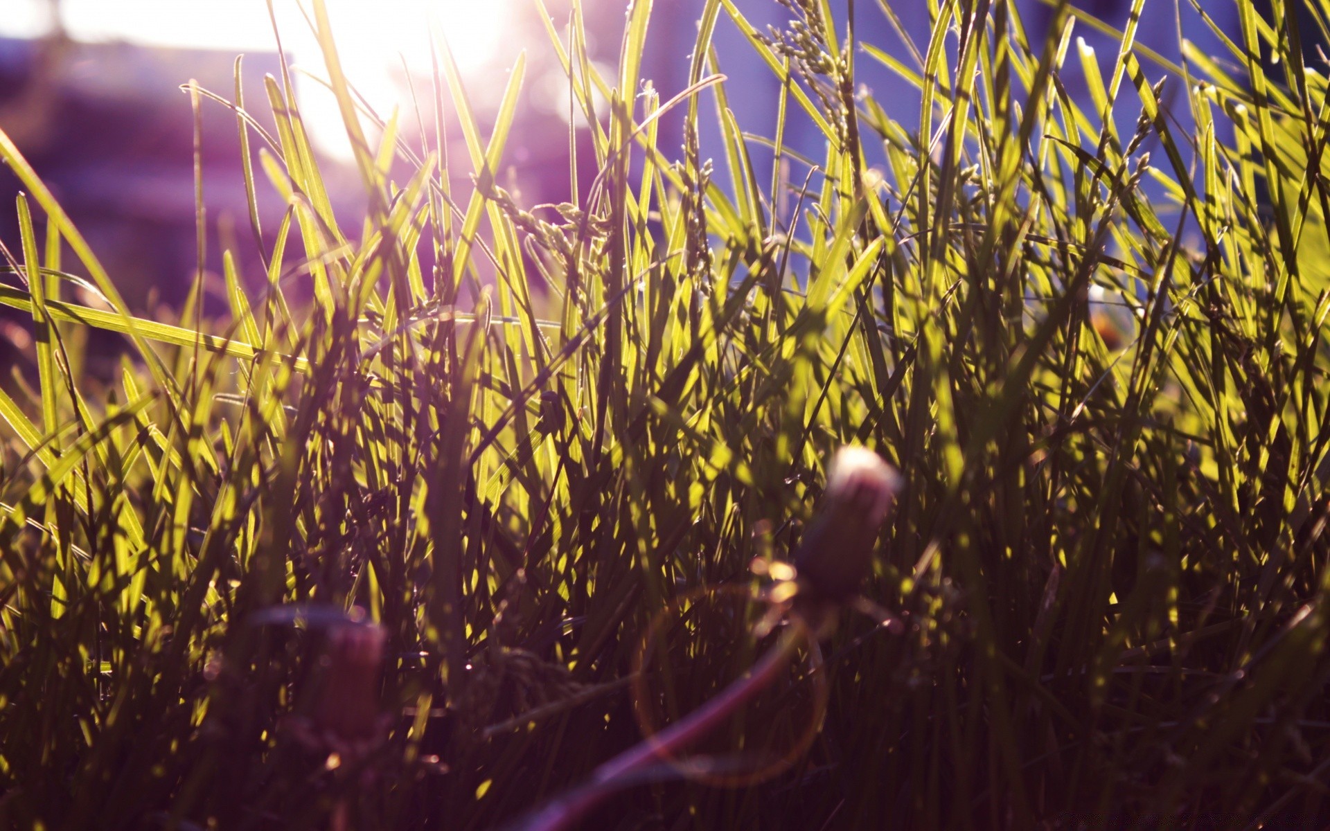 plantes herbe à l extérieur la nature champ croissance flore été agriculture ferme rural beau temps pâturage foin soleil saison bureau fleur couleur lumineux