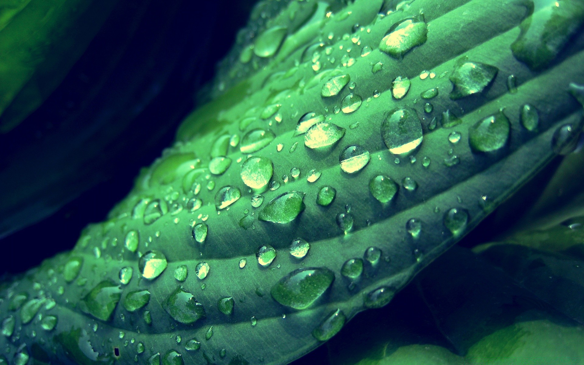 gouttelettes d eau goutte humide rosée sous-marin pluie gouttes eau flore bulle fraîcheur nature croissance