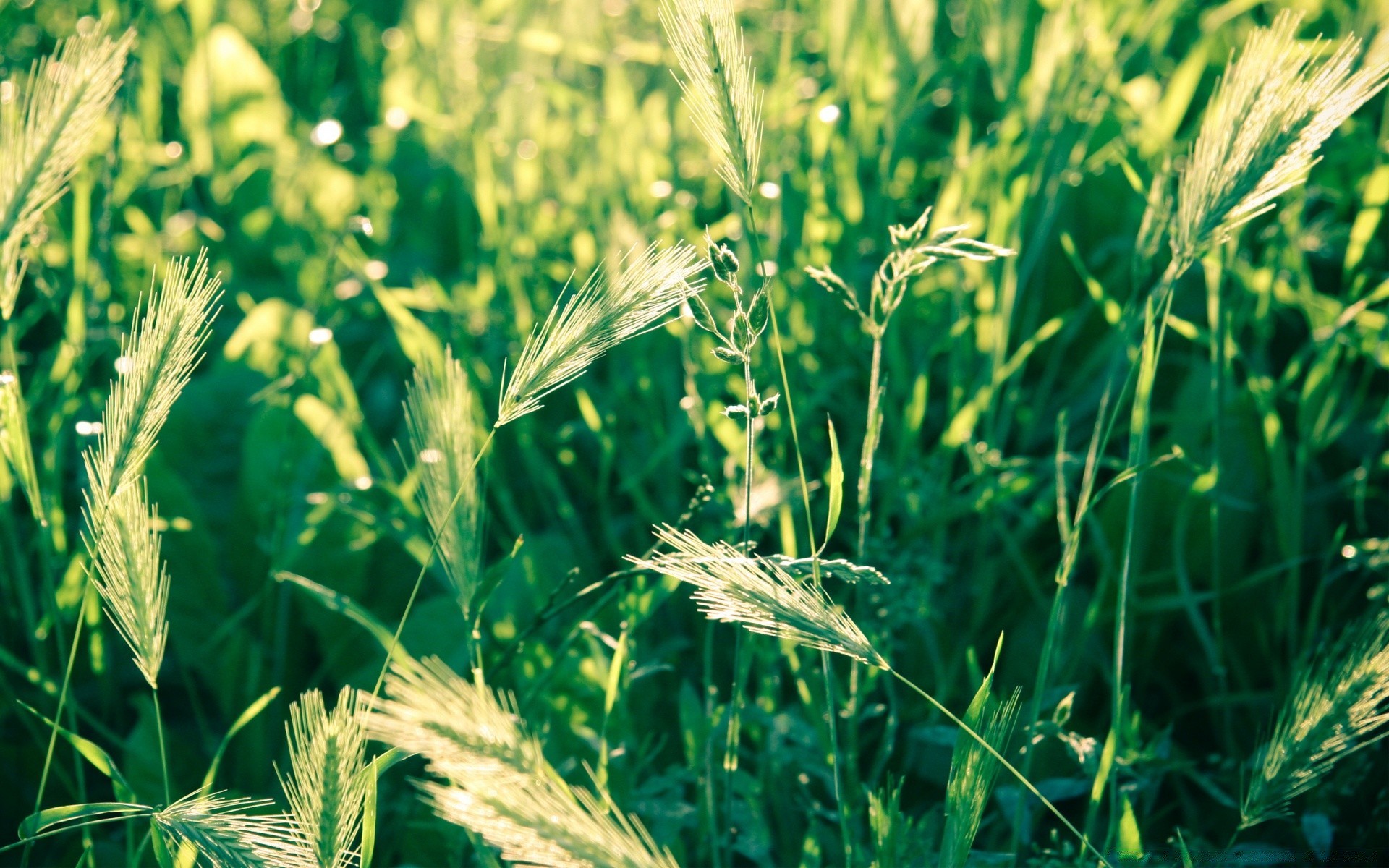 plants cereal growth rural flora field agriculture summer nature farm grass pasture wheat leaf crop corn farmland outdoors countryside environment