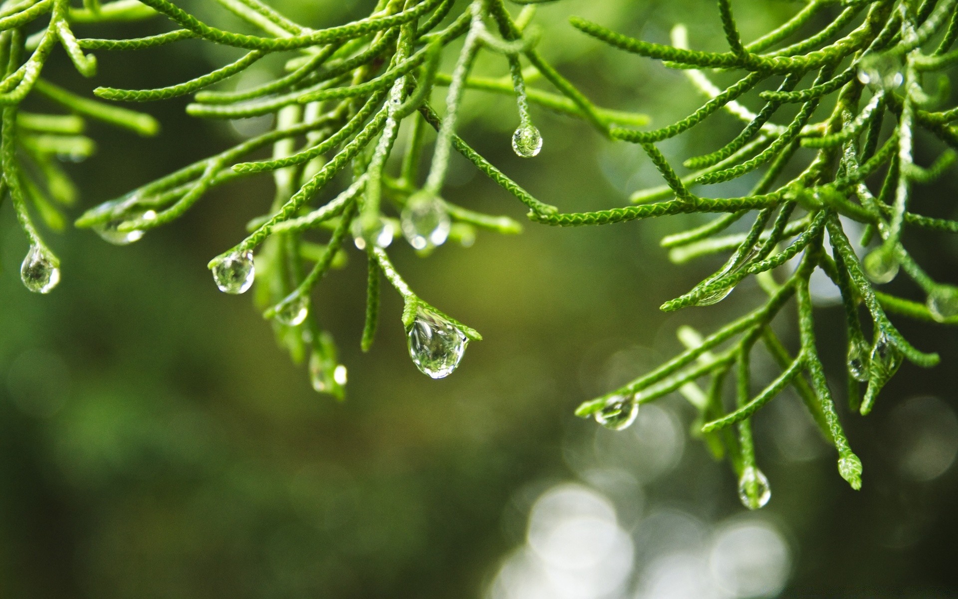 gotas e água natureza folha chuva flora orvalho ramo gota árvore evergreen close-up crescimento ao ar livre exuberante madeira verão inverno ambiente brilhante limpeza