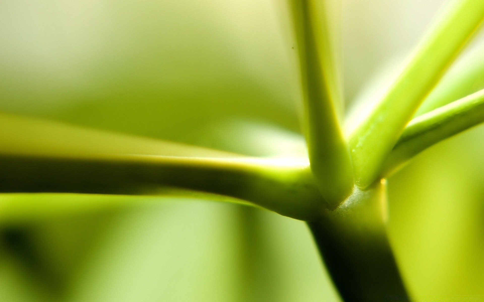 plantas folha natureza jardim chuva flora crescimento orvalho queda borrão molhado verão grama cor resumo