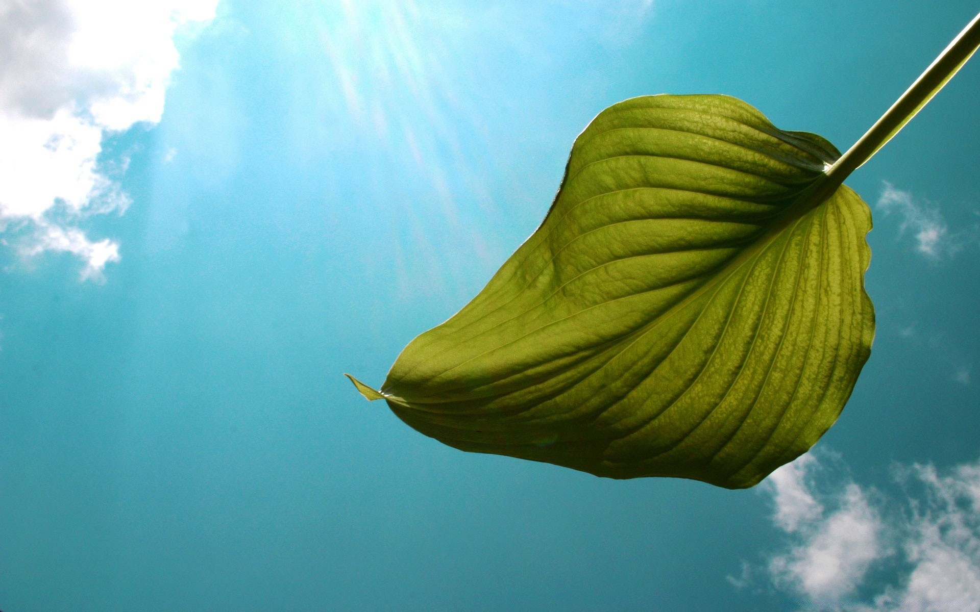 植物、自然、水、叶、户外