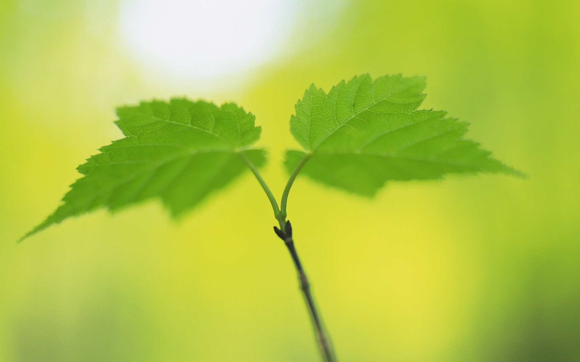 plantas folha crescimento flora natureza exuberante verão frescura jardim borrão ao ar livre brilhante