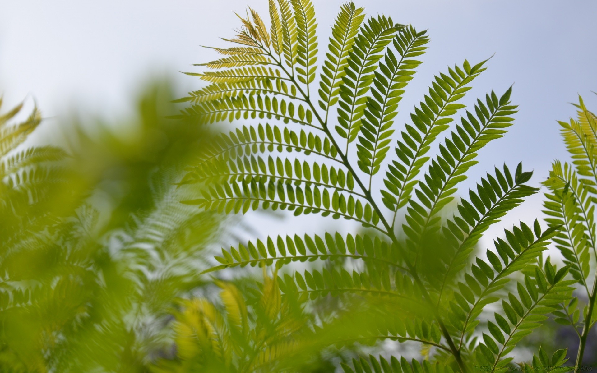 plants leaf nature flora summer fern lush growth outdoors environment frond tree desktop wood bright tropical ecology grass sun fair weather