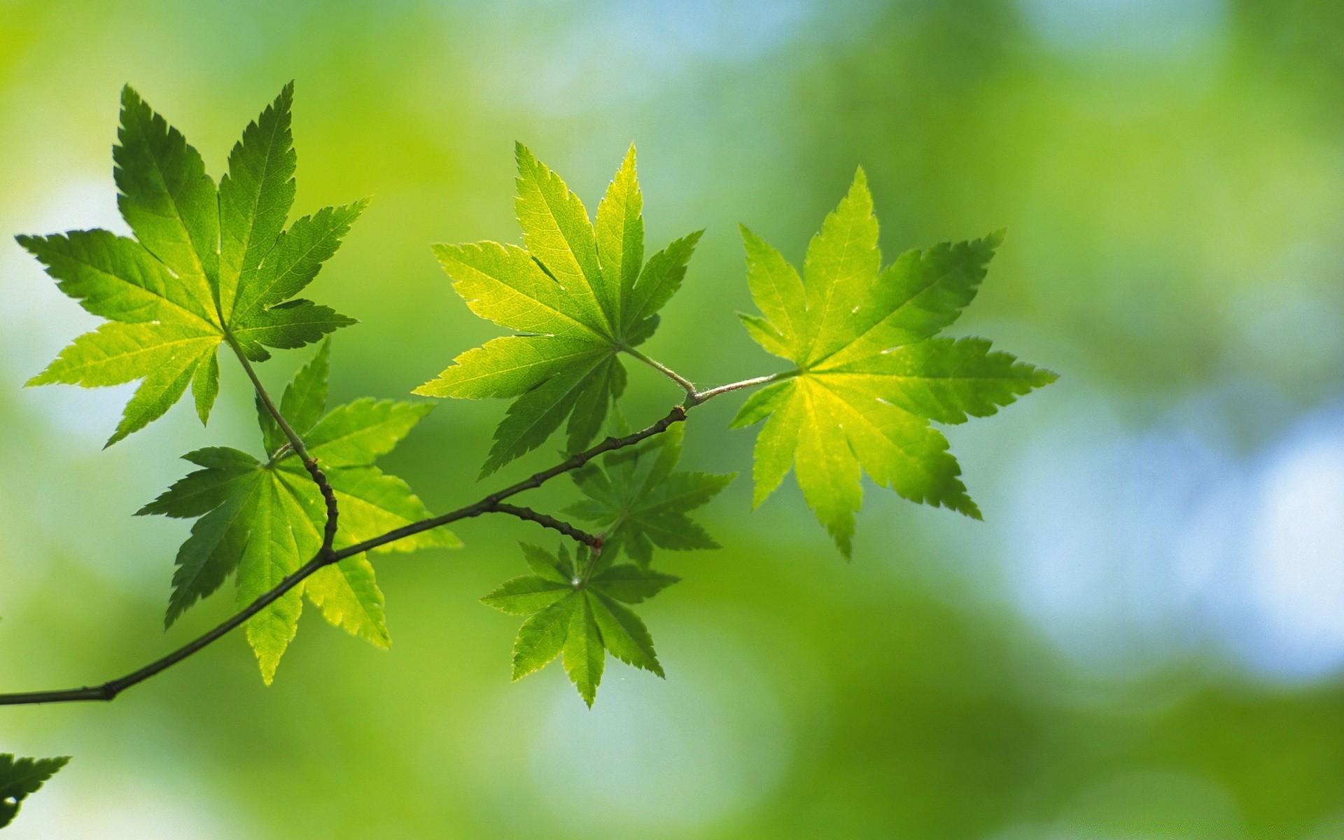 plantes feuille nature flore croissance luxuriante à l extérieur été lumineux beau temps flou soleil arbre environnement écologie