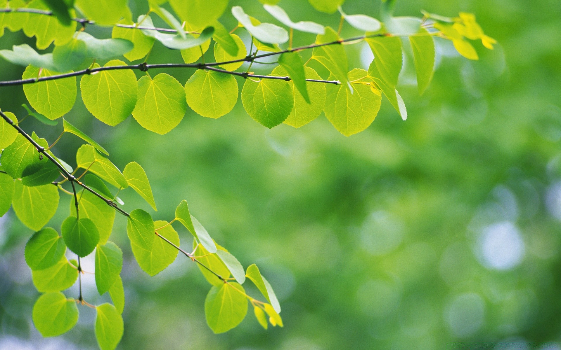 plantes feuille flore nature croissance jardin été arbre fraîcheur branche environnement luxuriante lumineux gros plan bureau couleur saison beau temps