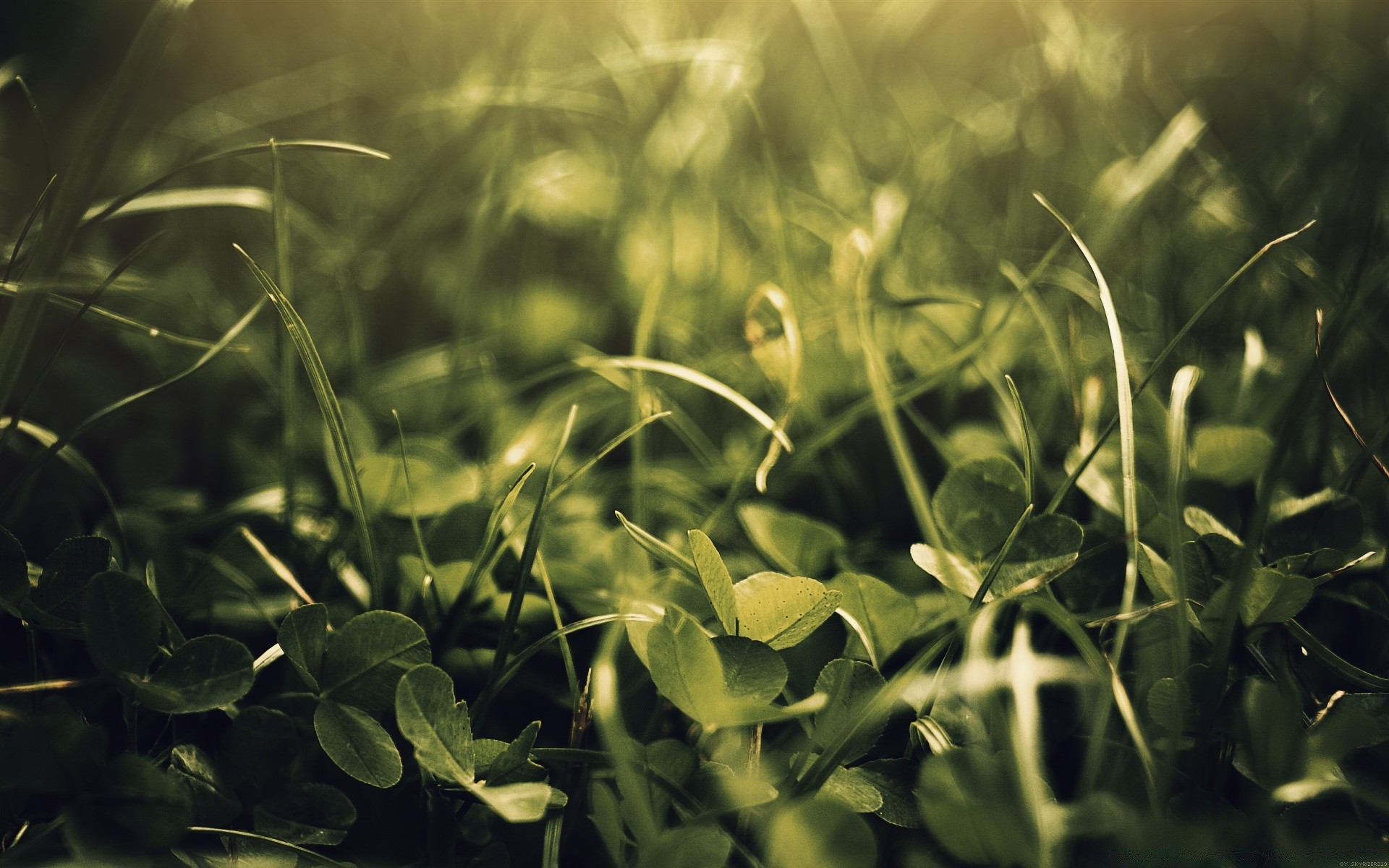 rośliny liść flora natura ogród wzrost lato zbliżenie trawa kwiat pole kolor światło pulpit słońce jasne