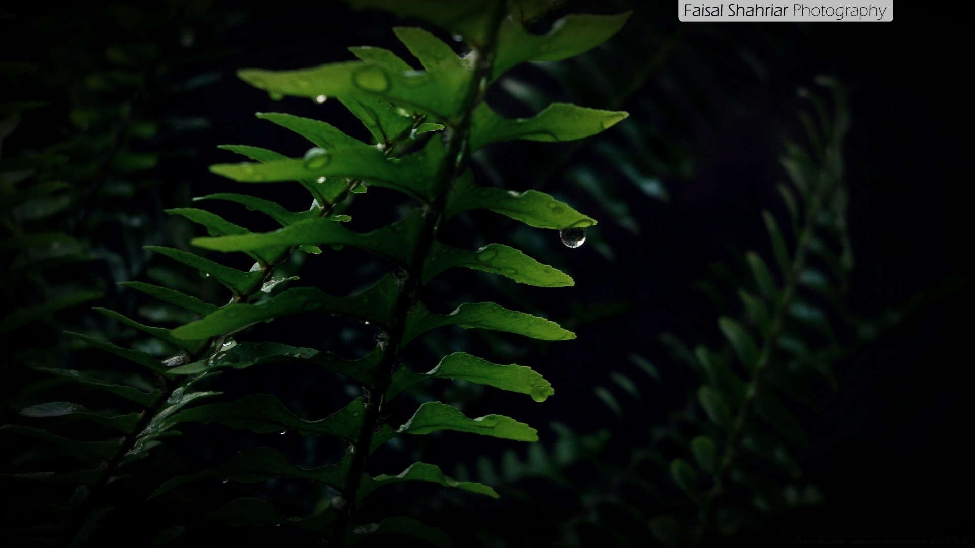 plants fern leaf flora nature frond growth lush outdoors tree rain light environment wood