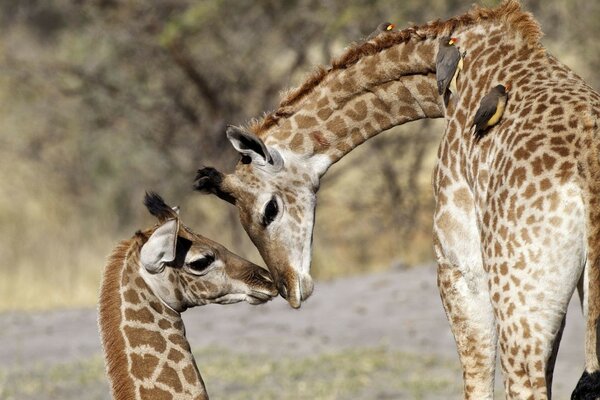 El amor de las jirafas en la naturaleza