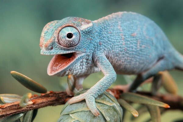 Blue lizard in the rainforest