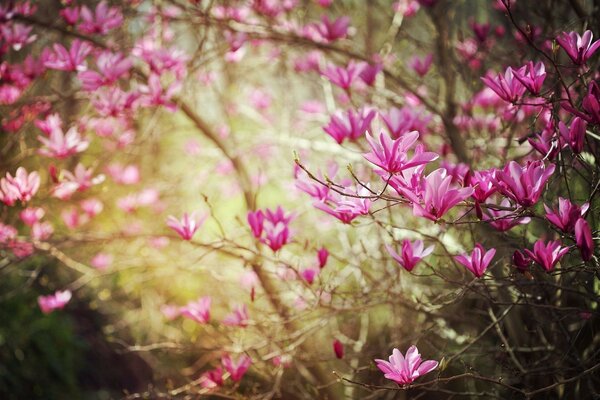 Blooming bright pink magnolia tree