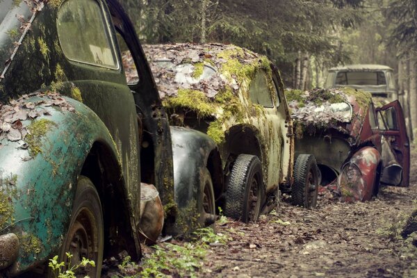 Coches retro abandonados en el bosque profundo