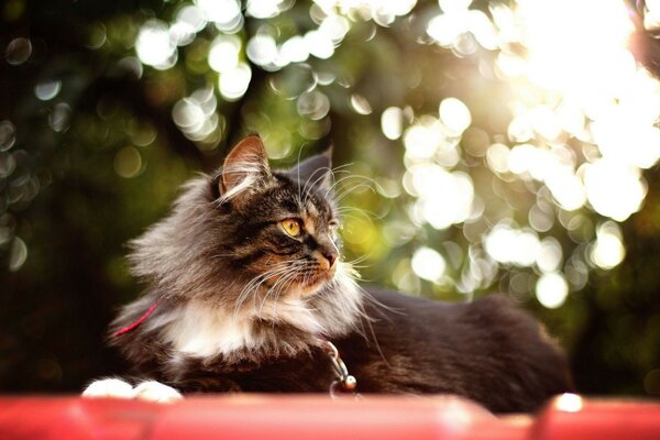 Retrato lindo de las mascotas de los gatos