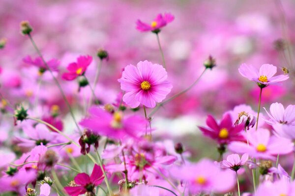 Wiesenblumen in purpurroter Farbe