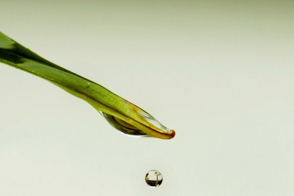 Image of droplets and water in nature