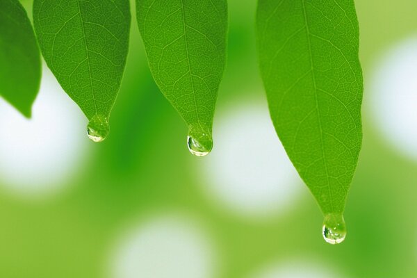 Dew drops are dripping from the leaves