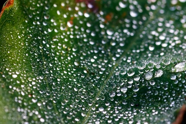 Wassertröpfchen nach Regen