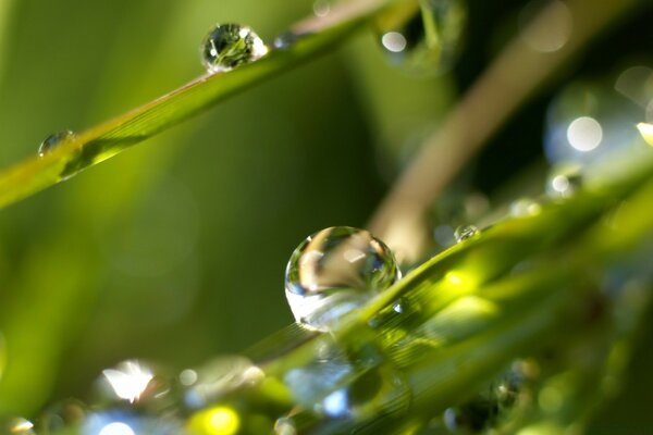 Wassertropfen auf den Blättern nach dem Regen