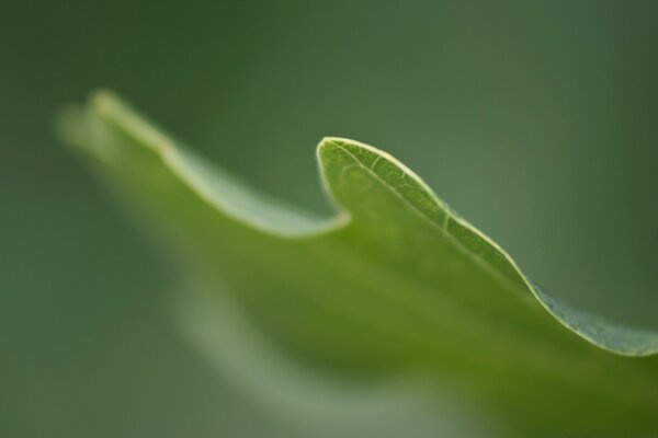 Feuille verte esthétique