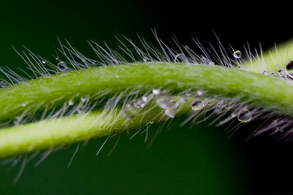 Tallo de la planta con vellosidades y gotas de lluvia