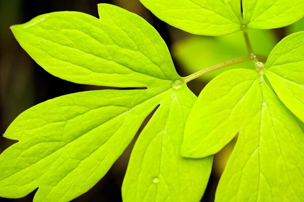 Verano, la hoja de la planta crece