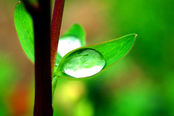 Green leaves with dew drops