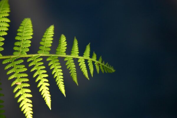 Hermosa hoja de helecho en la naturaleza