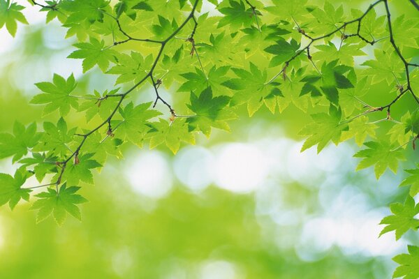 Feuilles d érable vert sur fond flou