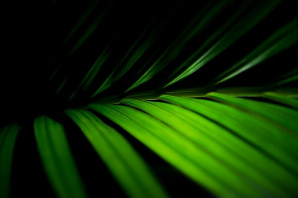 Macro photography of a green leaf on a black background