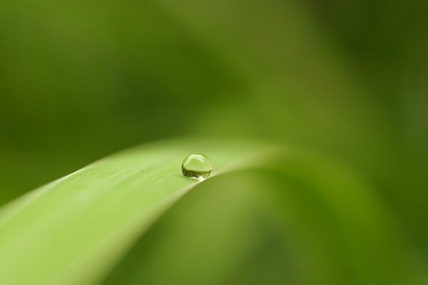 A drop of rain falling on a reed