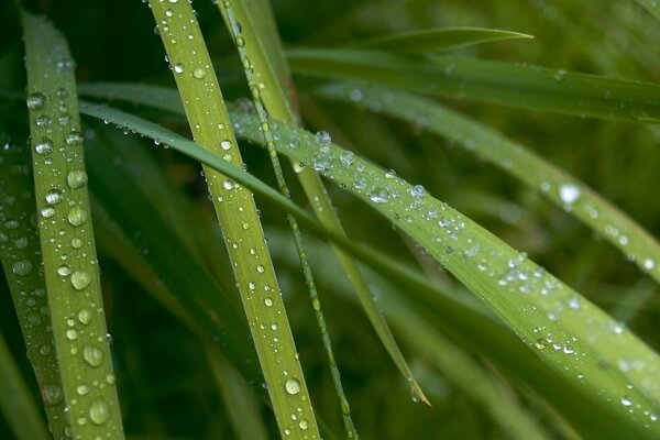 Gotas de lluvia clavan follaje joven