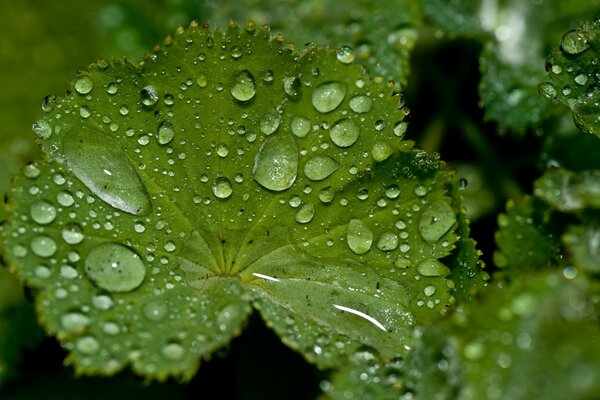 Fresh water falls on green leaves