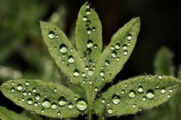 Morning dew drops on a leaf