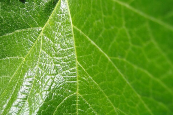 Feuille verte dans la forêt