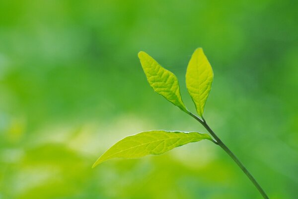 एक युवा पेड़ की पत्तियों को पकाना