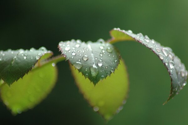 Leaf with dew drops, after rain