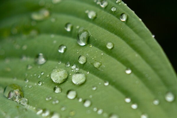 Dew drops on a leaf