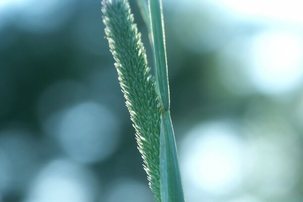 Sedge flower on the background of a green foggy background