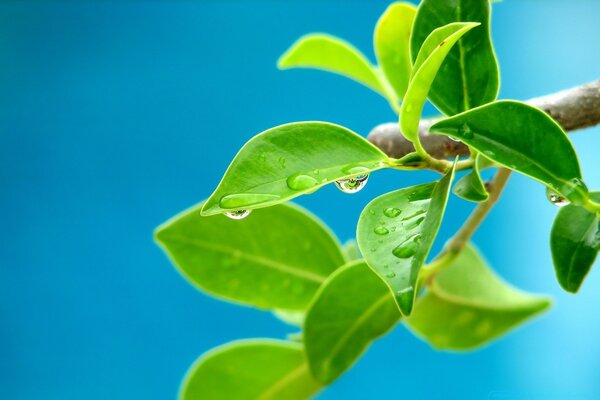 Cherry leaf for wallpaper