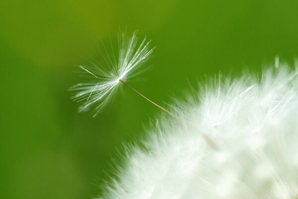 Image of a dandelion plant in summer