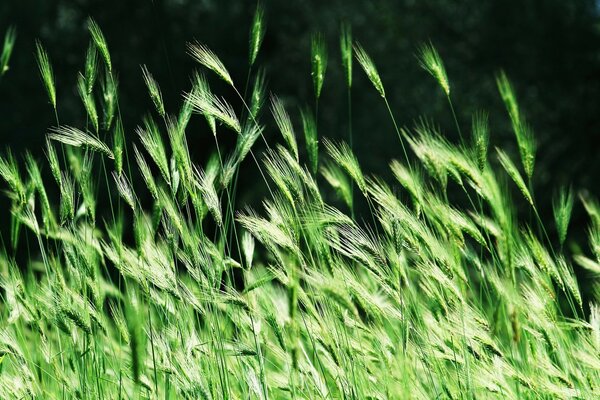 Verde do verão. Folhas de grama longa