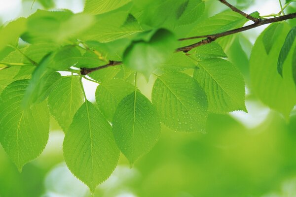 Branche penchée avec des feuilles vertes