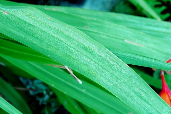 The young leaf was filled with juicy colors