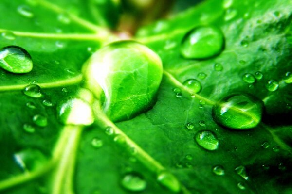 Green leaf with dew drops