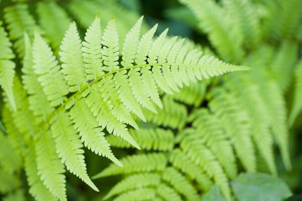 Plante de feuille de nature, fougère