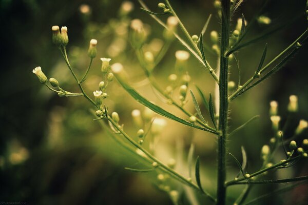 Plant on a sunny morning