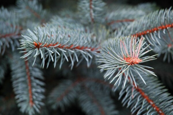 Shaggy fragrant paws of blue spruce