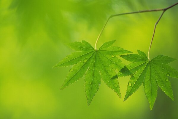 Saftiges Blatt nach Regen