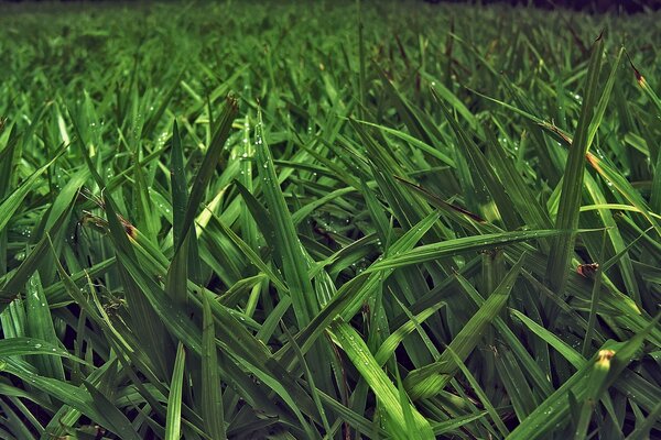 Erba succosa in un campo al mattino presto